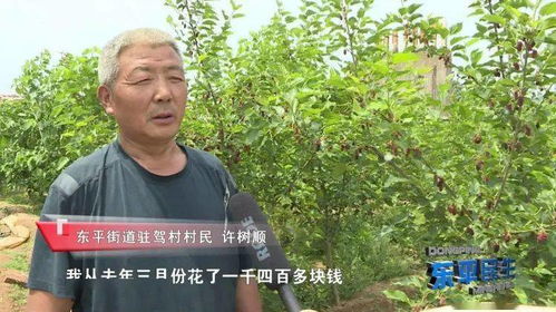 种姜真的能赚大钱吗？揭开生姜种植的盈利真相