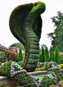 哪些植物在家种植能迅速带来经济效益？