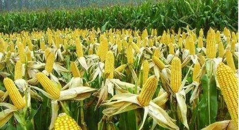自己动手开荒种植，选哪种作物最能赚钱？