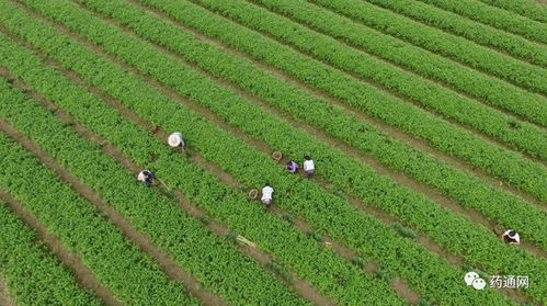 在农村水库种植哪种药材能带来较高经济收益？