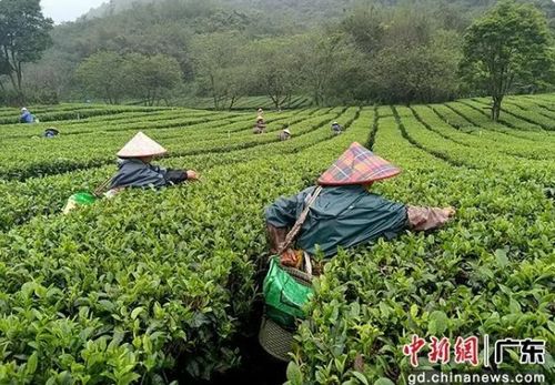 哪里种植茶叶最具盈利潜力？选对地方轻松赚钱！