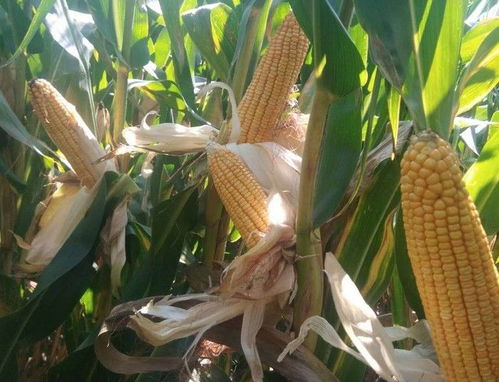 呼和浩特种植特种玉米能否带来可观收益？