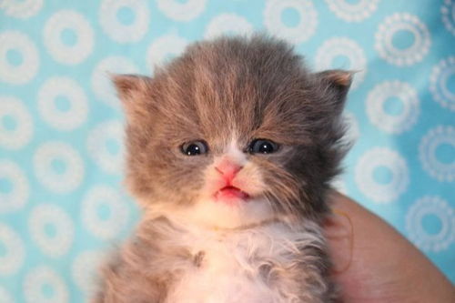 养数百只猫真能盈利吗？你了解其中的赚钱门道吗？