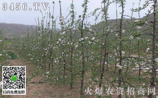 荒地种植哪种作物最赚钱？高效益作物推荐