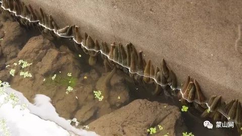 水蛭养殖能否带来可观收益？投资前景分析
