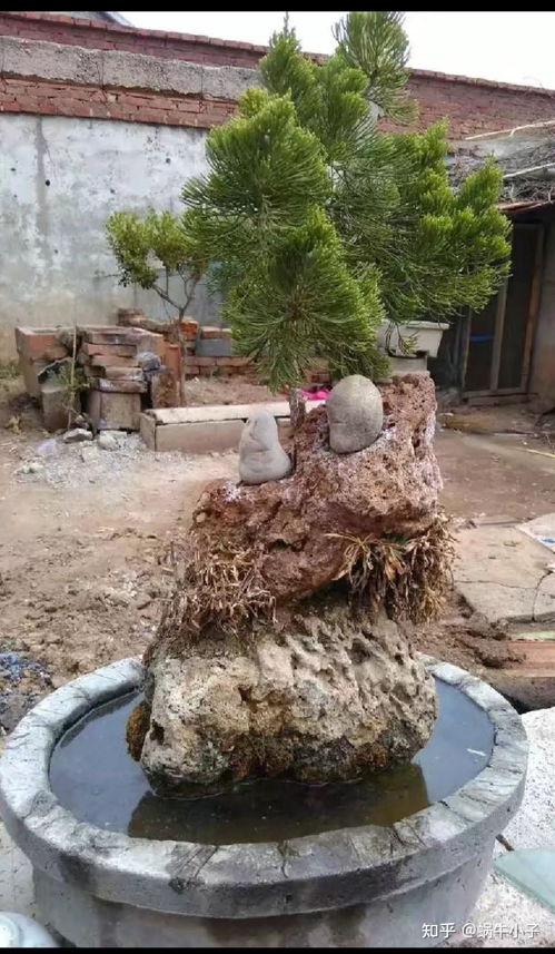 爷爷的小院儿如何变身生财宝地？