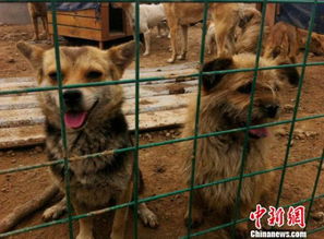 为什么养狗能成为高收入职业？背后有何玄机？