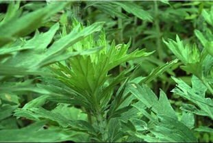 艾草护颈产品真的能带来可观收益吗？