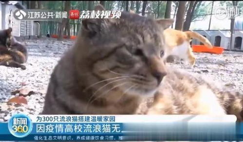 流浪猫救助如何实现盈利？背后的经济模式是怎样的？