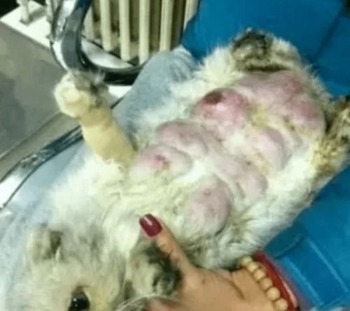 猫繁殖生意真的能盈利吗？搞猫繁殖到底赚不赚钱？