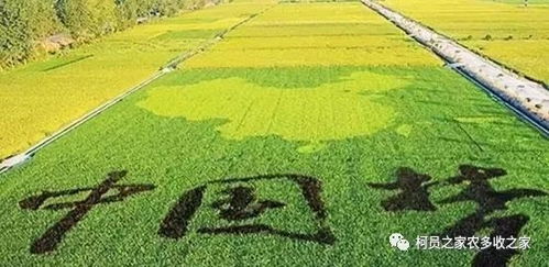 在农村发展种植业，究竟哪种作物最具盈利潜力？