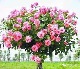 树桩月季种植能否成为赚钱新途径？